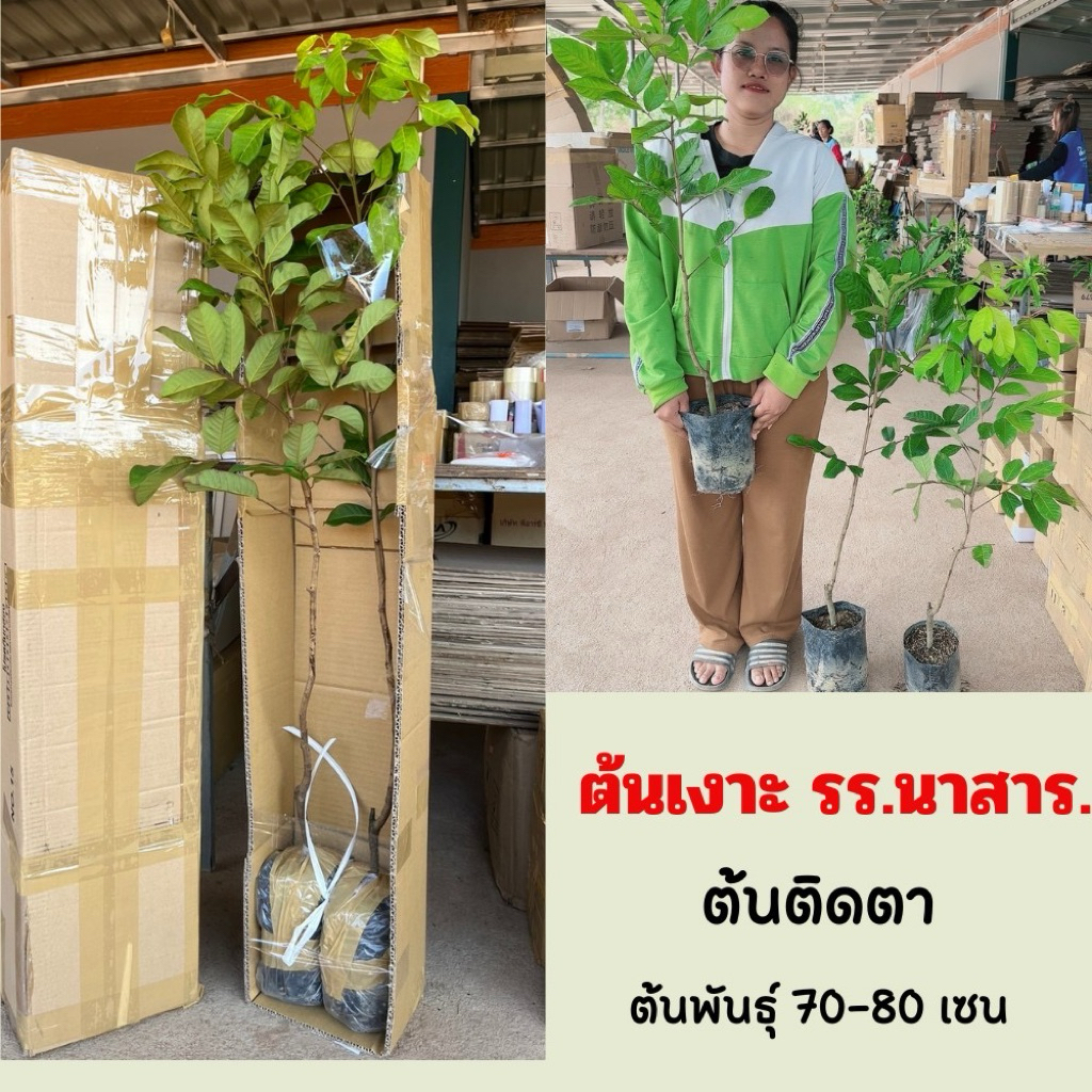 ต้นเงาะโรงเรียนนาสาร เปลือกบาง เนื้อร่อนไม่ติดเม็ด หวาน  ปลูกง่ายความสูง 45-50 ซม.