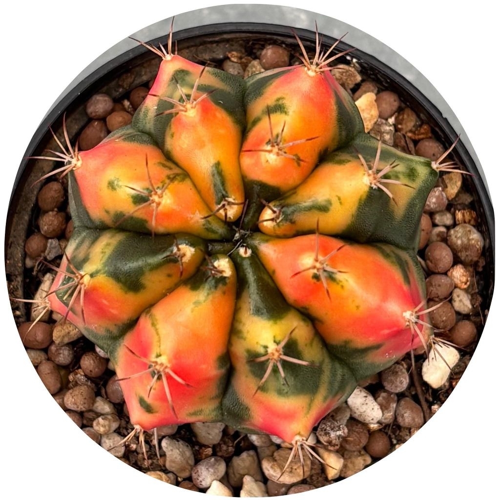 ยิมโนด่าง โคลนอ้วนส้ม (Carnelian PTS) ไม้ชำหน่อ คัดสวย