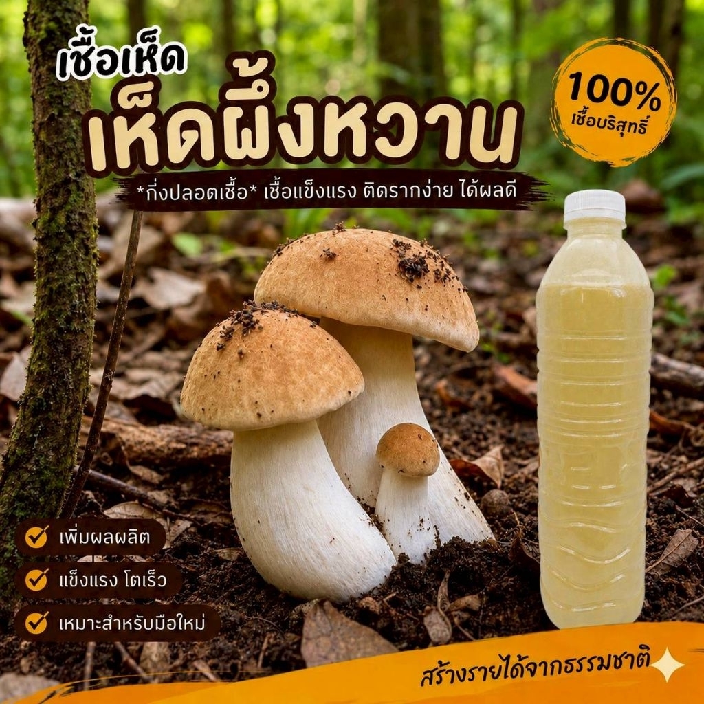 เชื้อเห็ดผึ้งหวาน | สูตรเฉพาะ เส้นใยแข็งแรง | เพาะเชื้อเร็ว เห็นผลจริง | 600 มล.