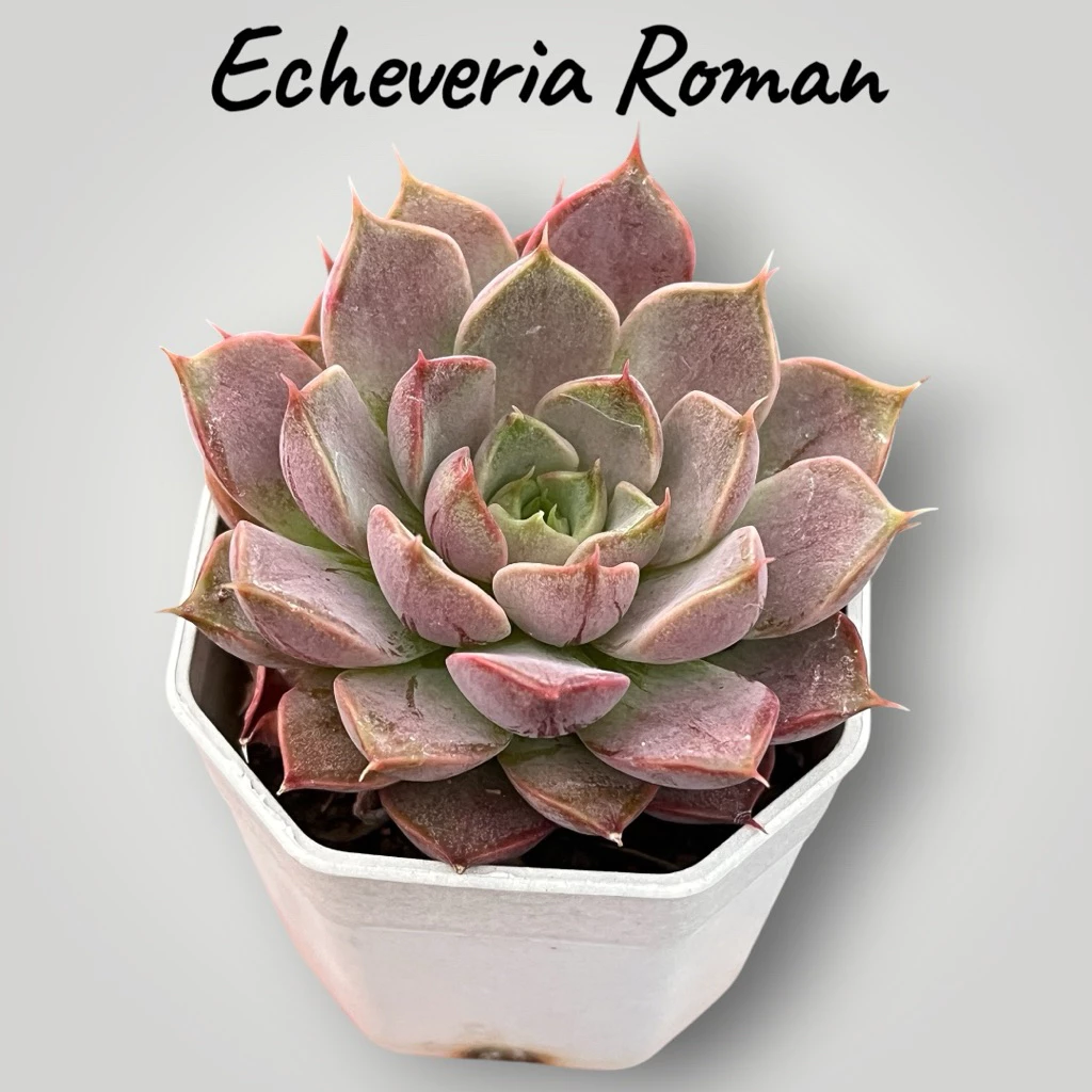 Echeveria Roman กุหลาบหิน ไม้อวบน้ำ จัดสวนถาด ขนาด 2 นิ้ว
