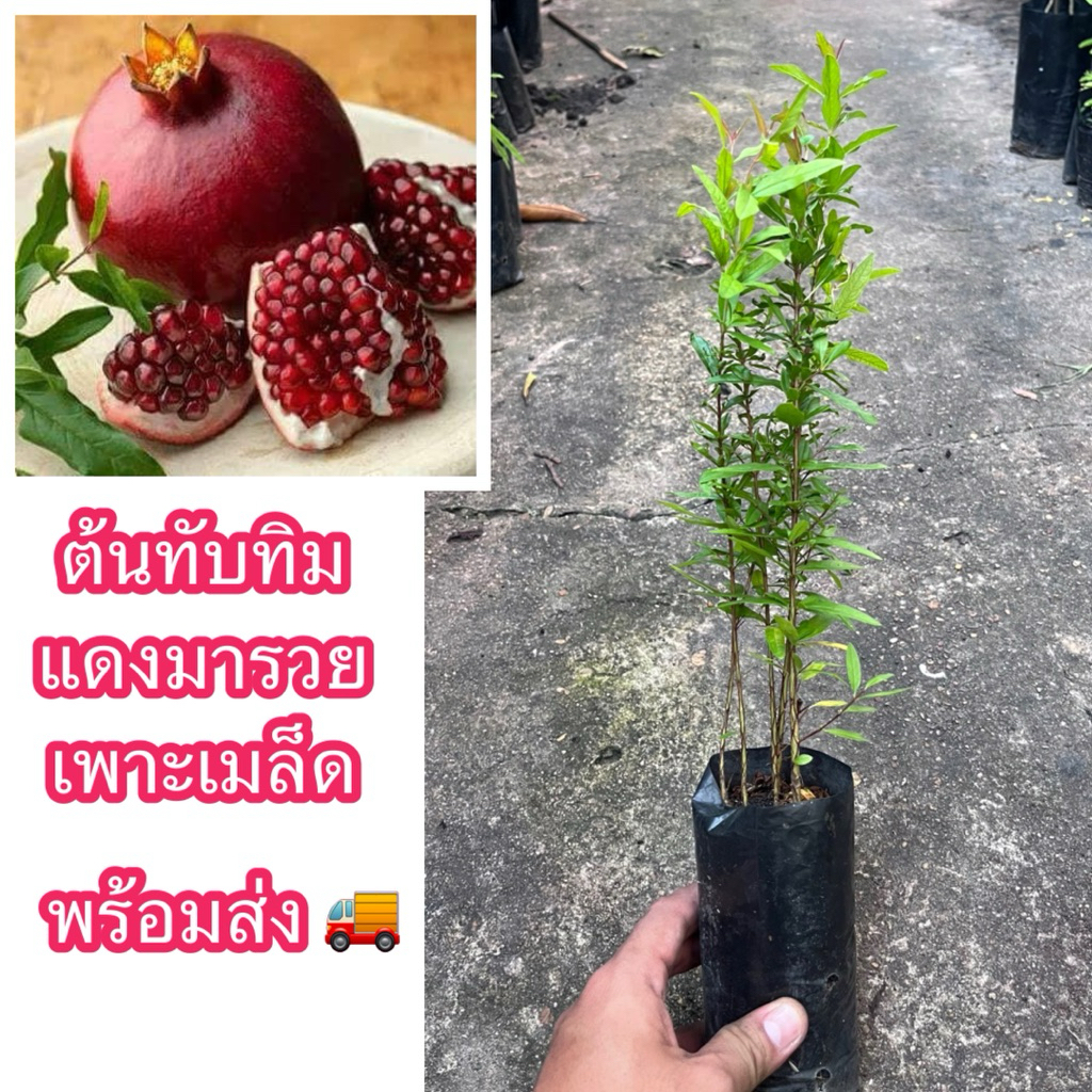 ต้นทับทิมแดงมารวย เพาะเมล็ด (สั่งขั้นต่ำ2ต้น)มีรสชาติหวานฉ่ำน้ำ เนื้อสีแดง ลูกใหญ่ ให้ผลดกกว่าพันธุ์อื่น โตง่าย ติดผลไว