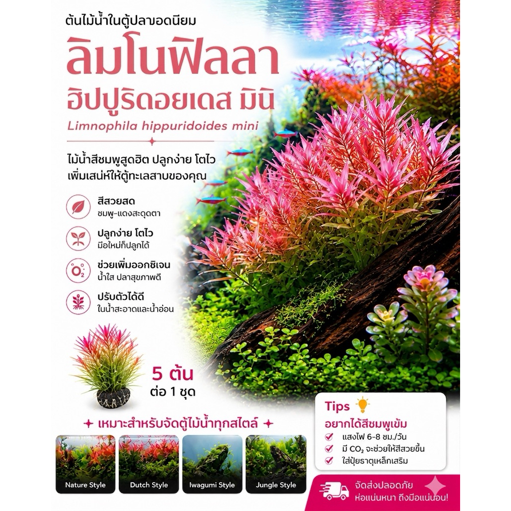 [Min]Limnophilla hippuridoides ‘mini’ ไม้น้ำฮิบพูมินิที่เล็กกว่าตัวธรรมดา ใบฝอยละเอียด ใต้ใบชมพูอมม่วง 5 กิ่ง
