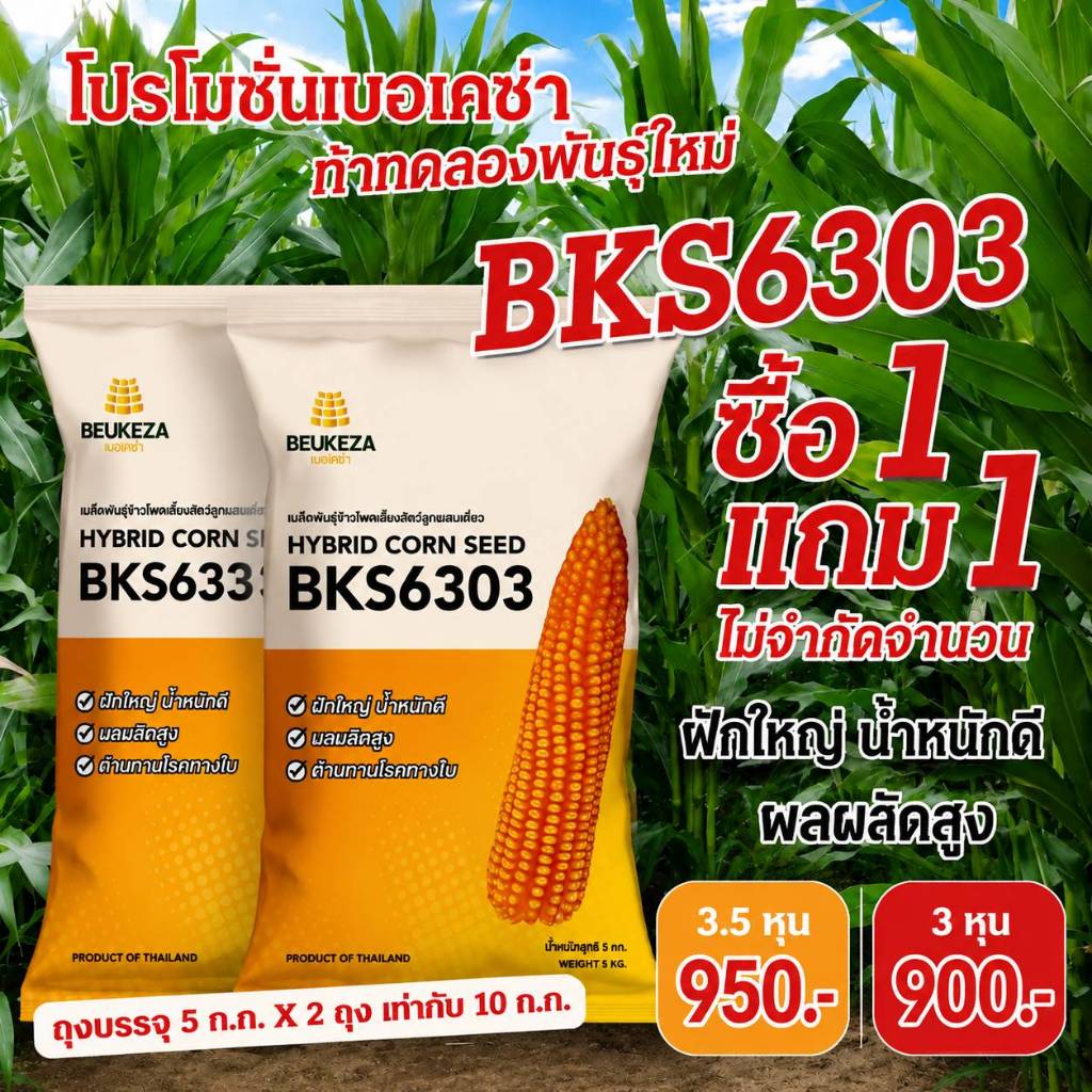 ซื้อ 1 แถม 1 BKS6303 (ถุง5กก.*2ถุง รวม10กก.)เมล็ดพันธุ์ข้าวโพดเลี้ยงสัตว์ ***ห้ามฉีด นิโก๊ะ***