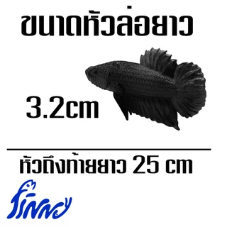 ไม้ล่อปลากัดเหมือนจริงสีดำล้วน มีให้เลือก 3 ขนาดช่วยให้ปลากัดออกฟอร์มชัดเจน