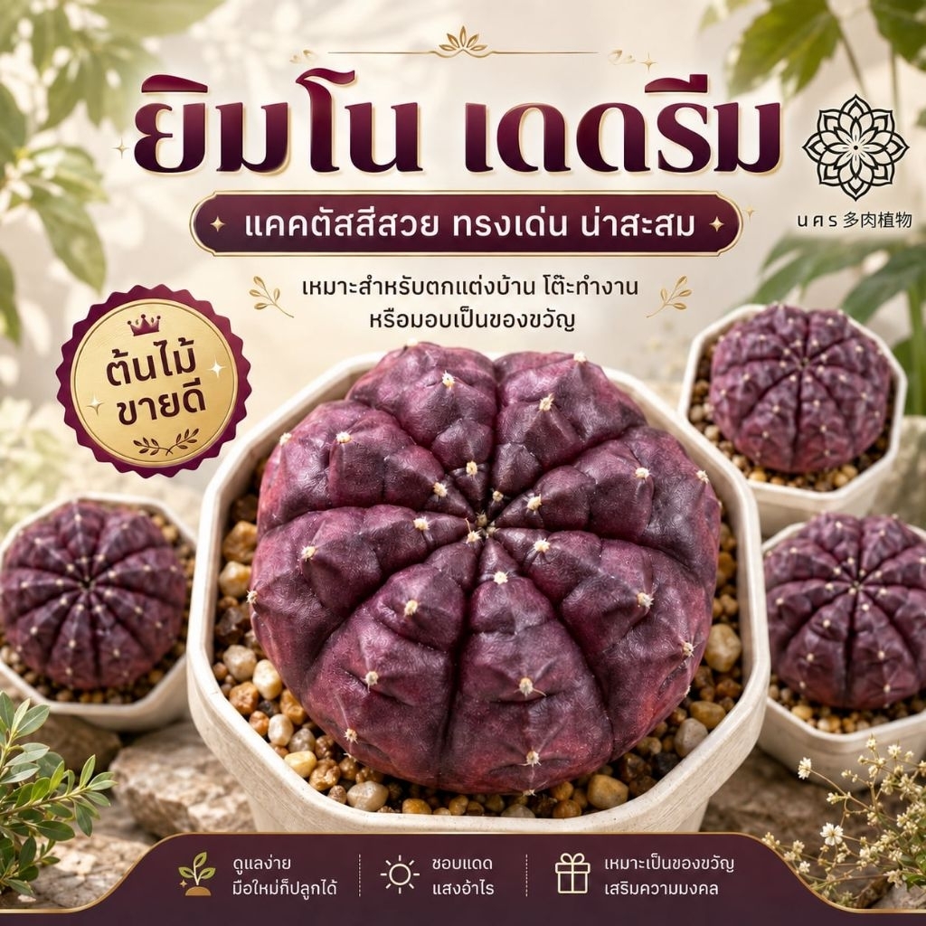 ยิมโน 10 ต้น  daydream เดย์ดรีม ชำหน่อ