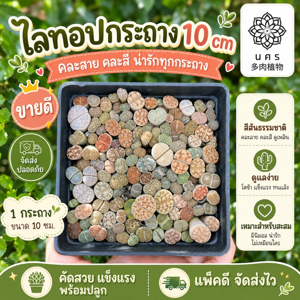 พรีออเดอร์ 🔥 (ส่งทั้งกระถาง❗️)ไลทอปมิกซ์ Lithops ไลทอป ไลทอปยกพอต ไลทอปพอตจิ๋ว ไม้อวบน้ำ ราคาถูก แคคตัส กระบองเพชร