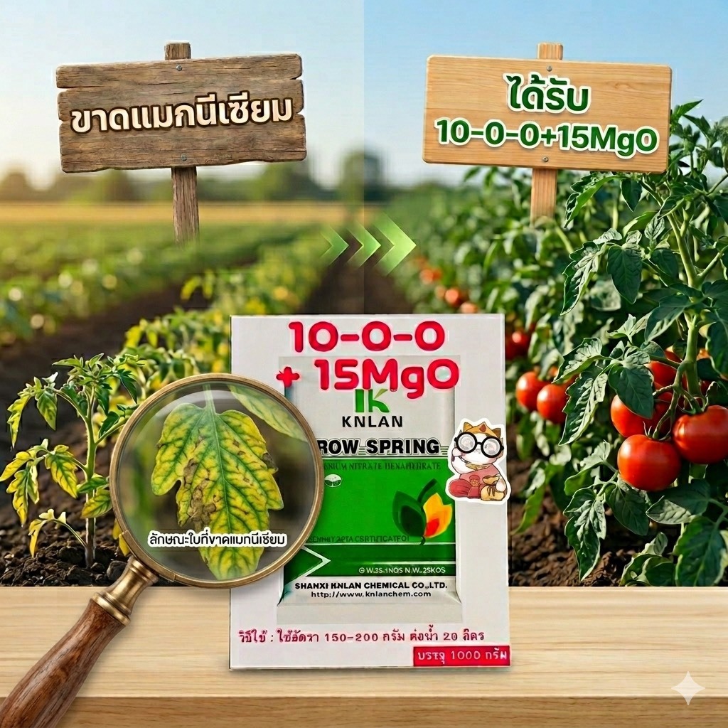 10-0-0+15MgO ปุ๋ยแมกนีเซียมไนเตรทเฮกซะไฮเดรท บริษัทKNLAN (หว่านได้-ผสมน้ำฉีดได้) บรรจุ1kg/ซอง