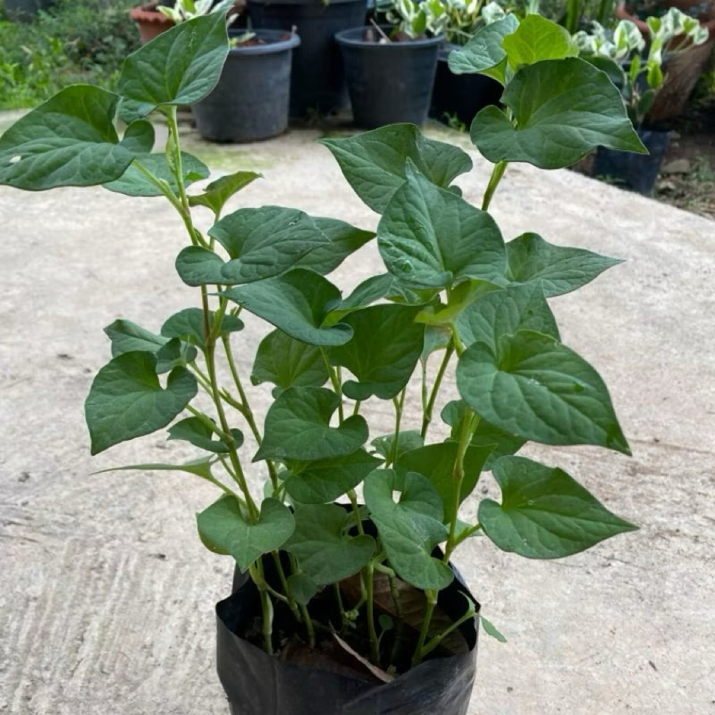 🌿🌿 ต้นพลูคาวตอง ต้นแข็งแรง พร้อมปลูก 🌿🌿5แถม1