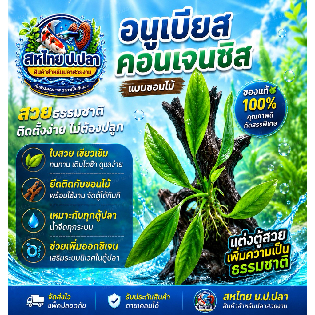 Anubias barter var.congensis อนูเบียสใบแหลม แบบขอนไม้ อ่านก่อนสั่งซื้อ