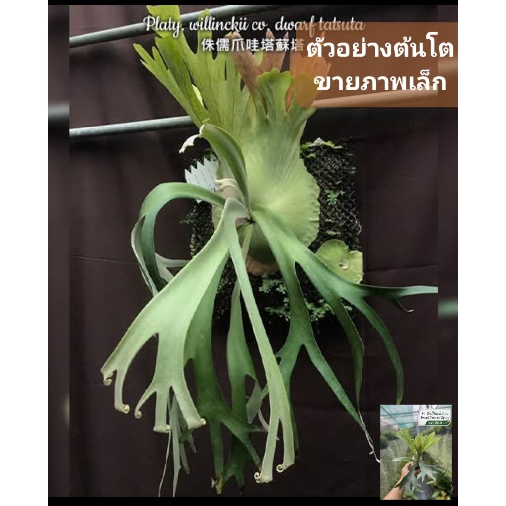 เฟิร์นชายผ้าสีดา Platycerium willinckii cv. 'Dwarf Tatsuta' (ชายผ้าสีดาพญาอินทรีแคระ ทัตสุตะ)กระถาง 4นิ้ว