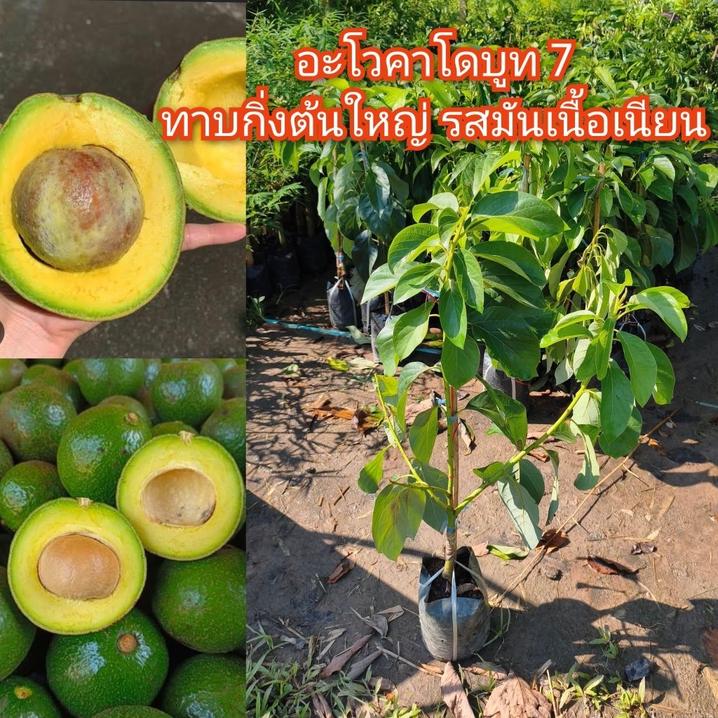 ต้นอะโวคาโดพันธุ์บูท7 ทาบกิ่ง80ซม-1เมตร ต้นใหญ่พุ่มสวยมาก โตเร็ว ปลูกง่าย ดูแลไม่ยุ่งยาก