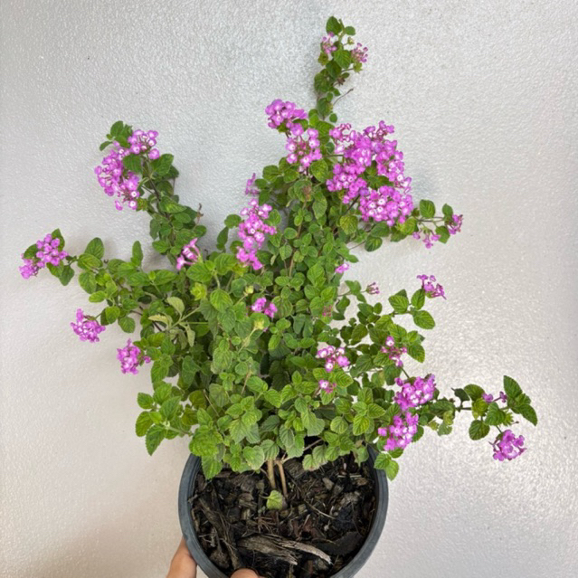 ผกากรอง (Lantana Camara) สีม่วง 5.5 นิ้ว