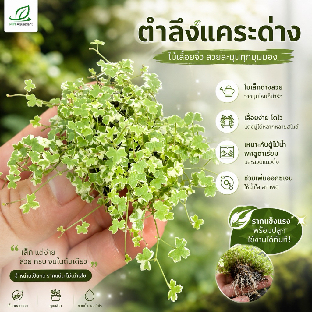 [MIN]wabi ตำลึงด่างแคระ ใบบก ไม้น้ำสะเทินน้ำและบกเลี้ยงได้ทั้งน้ำ ทั้งบก aquarium paludarium terrarium น่ารักมินิมอลสุดๆ