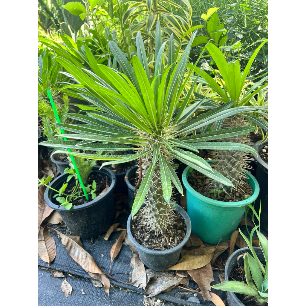 พาชีโพเดียมลาเมอร์ริไอ(pachypodium Lamere