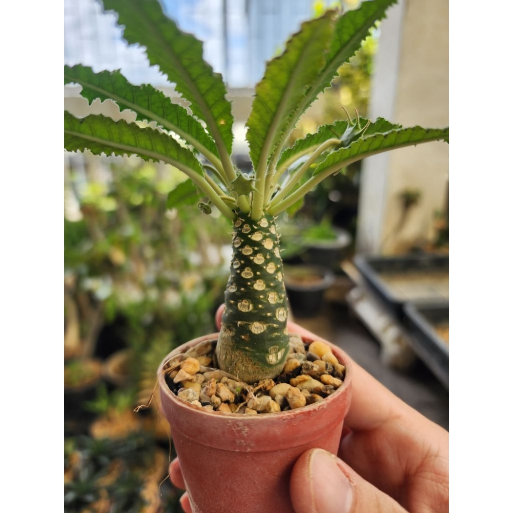 กระบองเพชร แคคตัส Dorstenia Foetida มะพร้าวทะเลทราย