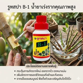 🪴 สารเร่งรากพืช รูทสปา B-1 🌱 น้ำยาเร่งรากเข้มข้น วิตามิน B1 + โบรอนบริสุทธิ์ เร่งดอก ติดผลดก แก้พืชแคระแกร็น