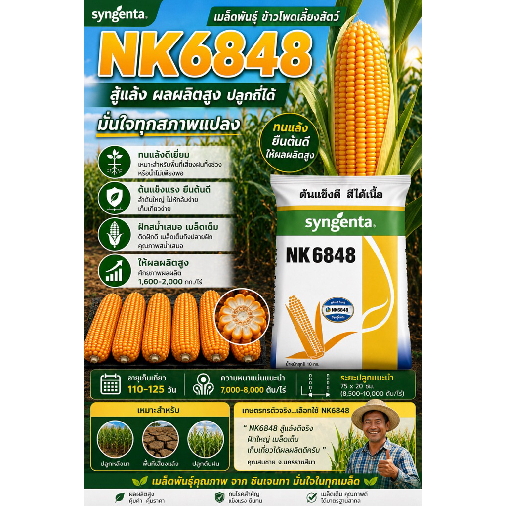 ข้าวโพดพันธุ์ NK6848 ขนาด 3หุน เมล็ดพันธุ์เพาะปลูก สำหรับเลี้ยงสัตว์
