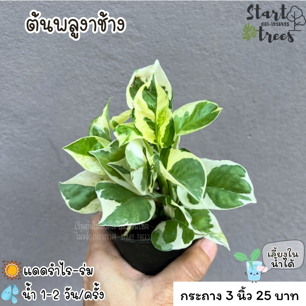 ต้นพลูงาช้าง ซื้อ 5 ต้นแถมปุ๋ย