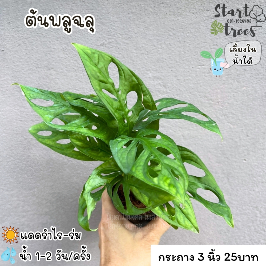 ต้นพลูฉลุ ไม้ฟอกอาศ เลี้ยงในน้ำได้ ซื้อ 5 แถมปุ๋ย