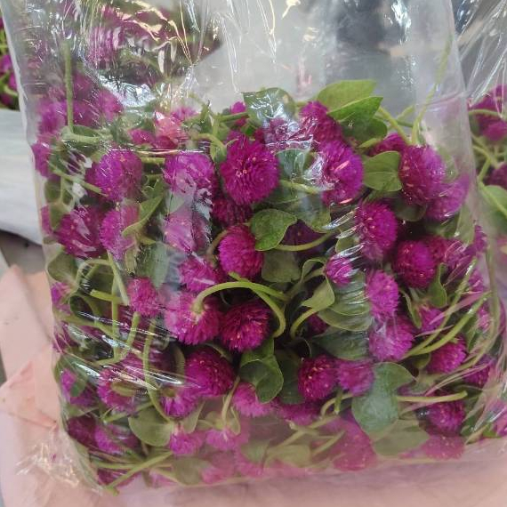 ดอกบานไม่รู้โรยสีม่วงสด เกรดคัดสวย ดอกกลมแน่น ส่งด่วน กทม.