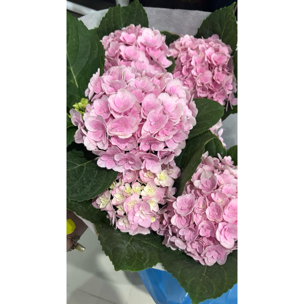 9/6/26ไฮเดรนเยีย (Hydrangea) มีชื่อวิทยาศาสตร์ว่า #Hydrangea macrophyllaทักแชทดูต้นปัจจุบันก่อนกด