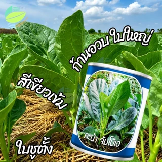 เมล็ดพันธุ์ คะน้า จัมโบ้เอ ตราลูกโลก