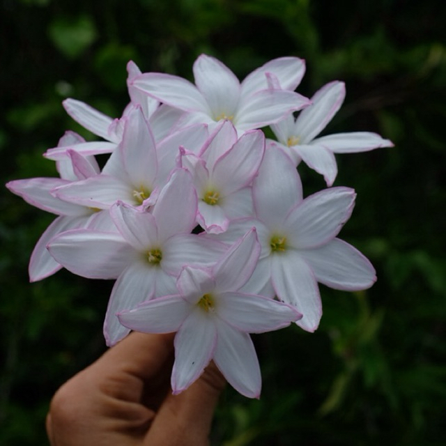 บัวดินสีขาวขอบเส้นชมพู Pink Horizon