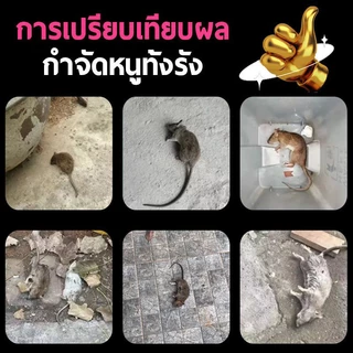ยาเบื่อหนูแห้ง ยาฆ่าหนูแบบแห้ง กำจัดหนูได้สูงสุด 100% เหยื่อกำจัดหนู ยากำจัดหนู ยาฆ่าหนูในบ้าน