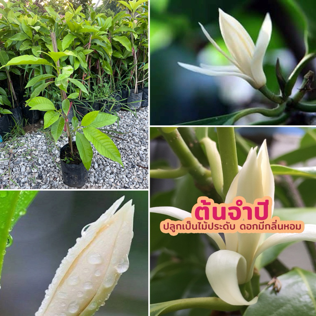 ต้นจำปีขาว ปักชำ สูง60-70ซม.(สั่งขั้นต่ำ2ต้น) นิยมปลูกไว้ให้ร่มเงาในบ้าน ดอกมีกลิ่มหอมสดชื่นเป็นเอกลักษณ์