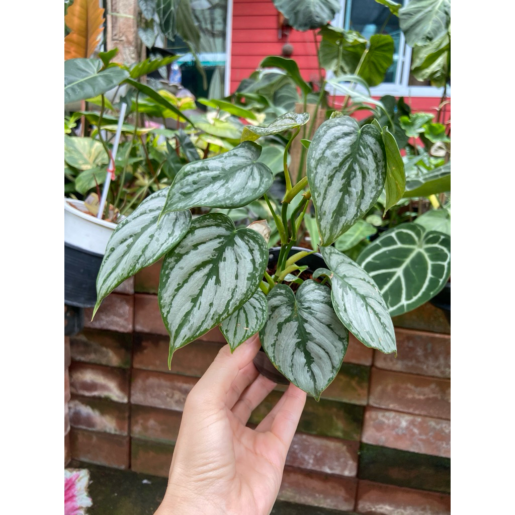 Philodendron brandtianum (ฟิโลเดนดรอน แบรนเทียนัม)