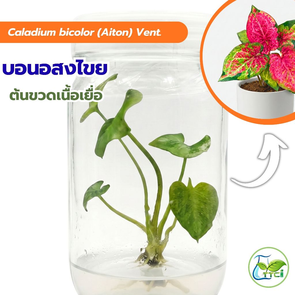 Caladium bicolor vent / บอนอสงไขย เซต10ต้น (ต้นเนื้อเยื่อ) แพ็กเกจถุง