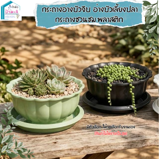 อ่างบัวจีบ อ่างบัวเลี้ยงปลา กระถางชวนชม พลาสติกอย่างดี ขนาด 12 และ 20 นิ้ว