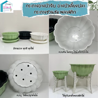 อ่างบัวจีบ อ่างบัวเลี้ยงปลา กระถางชวนชม พลาสติกอย่างดี ขนาด 12 และ 20 นิ้ว