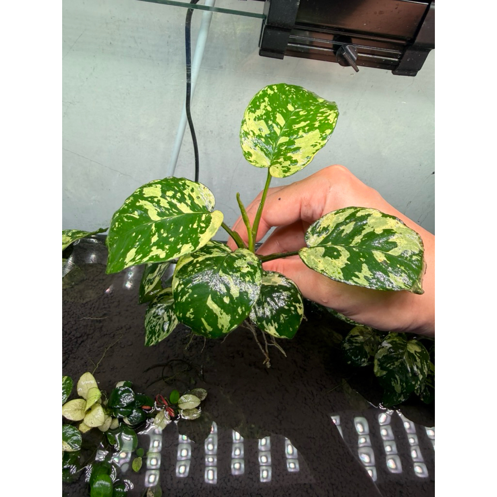 Anubias Varking อนูเบียสวาคิง อนูเบียสด่างลายขาวสวย เลือกขนาดได้