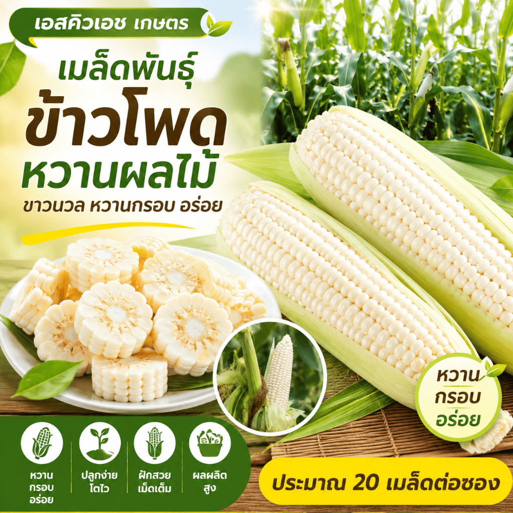 เมล็ดข้าวโพดหวานเกรดพรีเมียม โตเร็วเก็บไว ปลูกสวนกระถาง แพ็คละ20เมล็ด