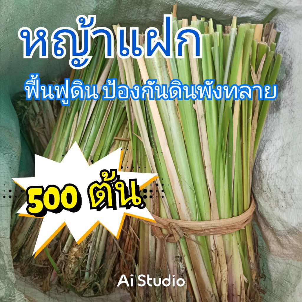 หญ้าแฝก ป้องกันดินหน้าดินพังทลาย (500ต้น)