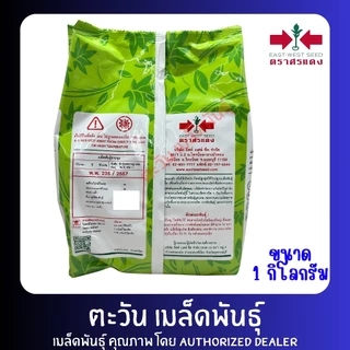 ข้าวโพดหวาน จัมโบ้สวีท เมล็ดพันธู์ ตราศรแดง บรรจุ 1กิโลกรัม