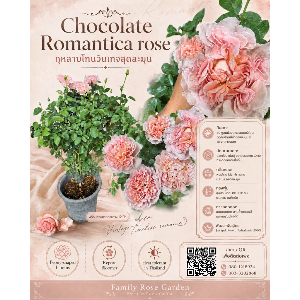 🌹กุหลาบ 'Chocolate Romantica' เป็นกุหลาบพุ่มที่มีเอกลักษณ์เฉพาะตัว โดดเด่นด้วยดอกไม้หลากสีสันสไตล์วินเทจ มีกลิ่นหอมmyrrh