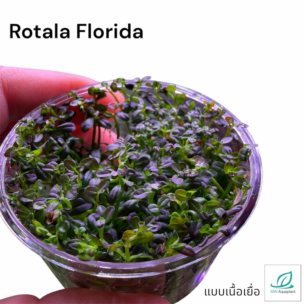 [MIN]Rotala Florida โรทาร่าฟลอลิด้า ไม้น้ำสีแดงอมม่วง ใบเล็กสีเข้ม ควรมีco2 กับแสงแรงๆ ถึงจะได้ตามรูป แบบเนื้อเยื่อ