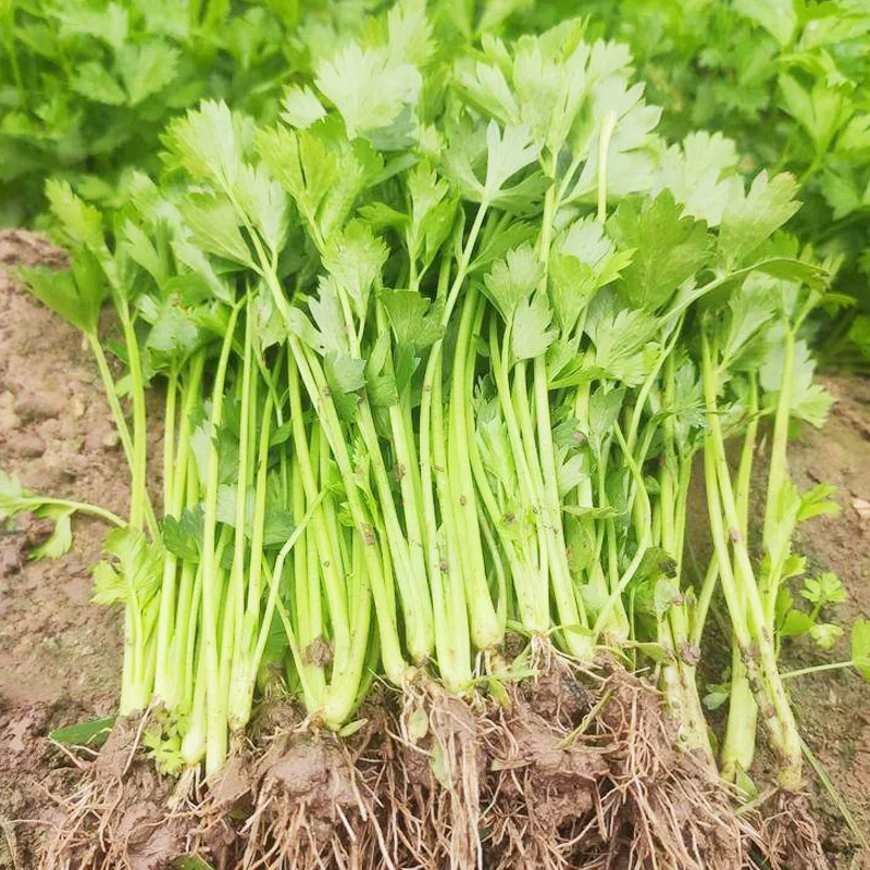 เมล็ดพันธุ์ขึ้นฉ่าย 1500 เมล็ด โตเร็ว งอกดี vegetable Celery Seeds