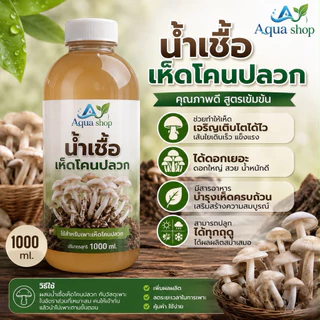 เชื้อเห็ดโคนปลวก สูตรเข้มข้น ขึ้นง่าย ออกไว ปลูกได้ทุกฤดู น้ำเชื้อเห็ดผสมฮอร์โมนเห็ดดอกใหญ่ ออกเยอะ โตไว เชื้อเห็ด เห็ด