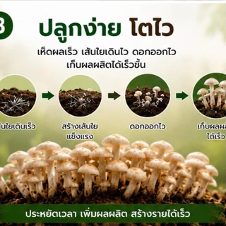 เชื้อเห็ดโคนปลวก สูตรเข้มข้น ขึ้นง่าย ออกไว ปลูกได้ทุกฤดู น้ำเชื้อเห็ดผสมฮอร์โมนเห็ดดอกใหญ่ ออกเยอะ โตไว เชื้อเห็ด เห็ด