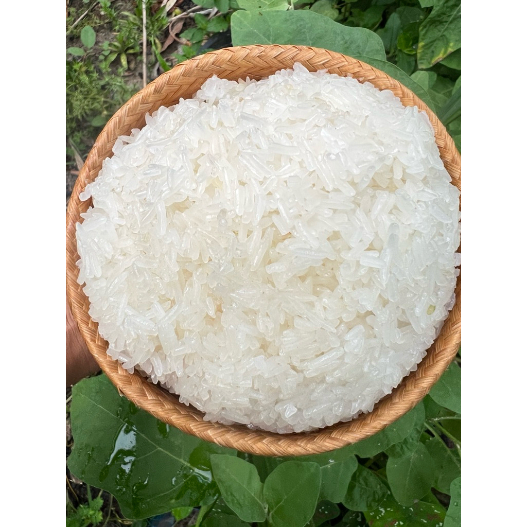 ข้าวเหนียวเขี้ยวงู 5 กิโลกรัม ข้าวใหม่นาปรังเหนียวนุ่ม กินแซ่บ เกี่ยวเม.ย.2569 ทำเองทุกขั้นตอน พร้อมส่งกดสั่งเลย