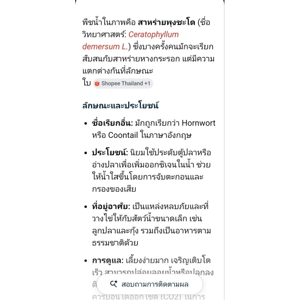 สาหร่ายหางกระรอกสาหร่ายน้ำจืดราคาถูกจัดให้แบบจุใจสาหร่ายหางกระรอกควรหักให้สั้นแล้วปักจะงอกใหม่สวยมากครับจุใจเหมือนเดิม thumbnail 8