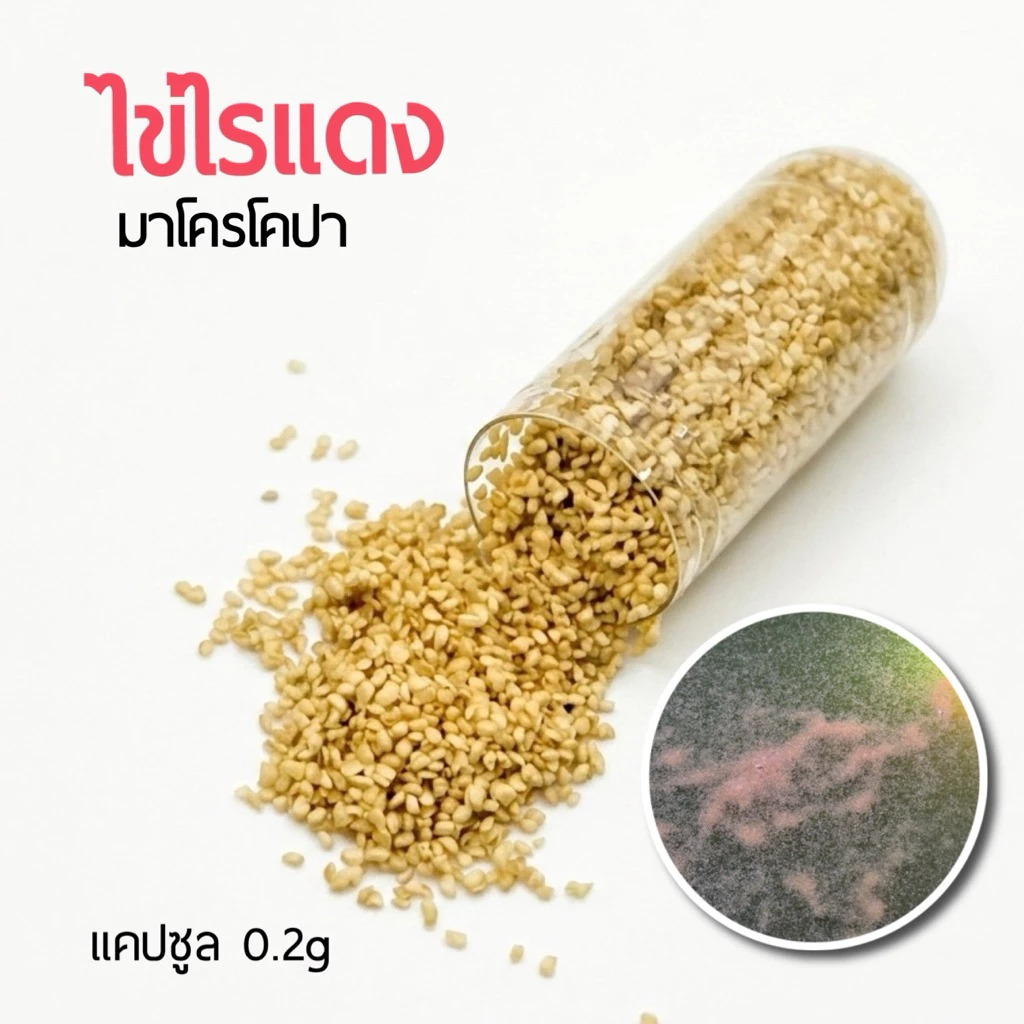 KPK ไข่ไรแดงมาโครโคปา Macrocopa (แคปซูล 0.2 กรัม)