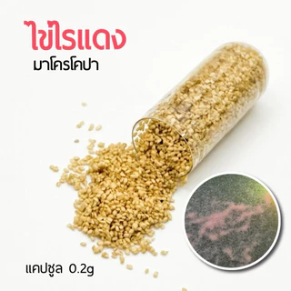 KPK ไข่ไรแดงมาโครโคปา Macrocopa (แคปซูล 0.2 กรัม)