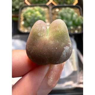 มูก้า conophytum maughanii ไม้อวบน้ำ พร้อมส่ง