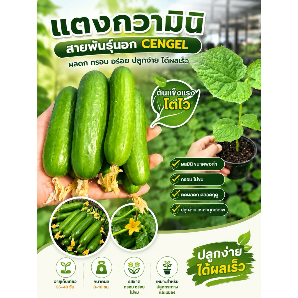 ต้นกล้าแตงกวามินิพันธ์ cengel F1 รสชาติหวาน กรอบ
