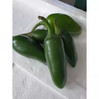 พร้อมส่ง พริกสด จาราปิโน่สด Fresh Jalapeno Mexican Pepper 1kg