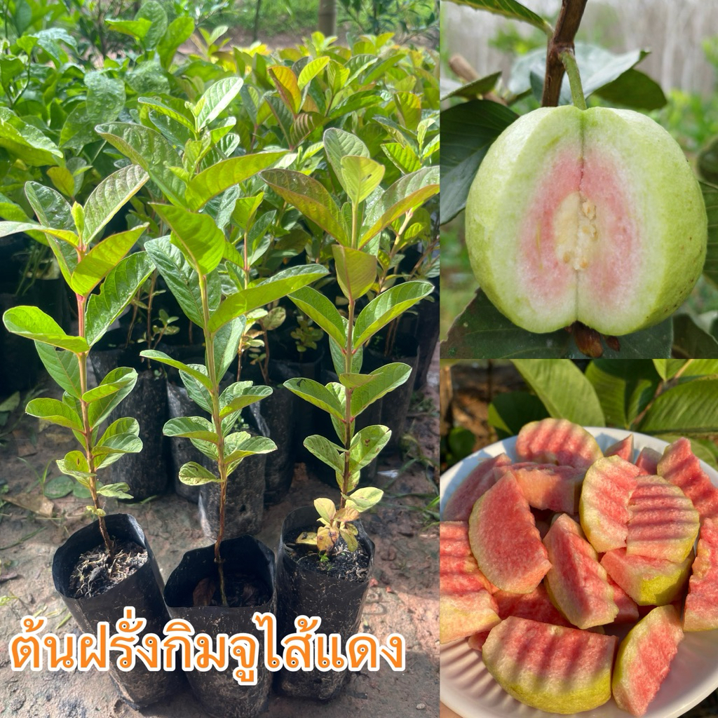 ต้นฝรั่งกิมจูไส้แดง (ชุด4ถุง80บาท)